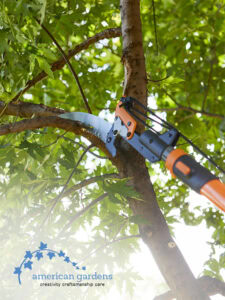 saw tool about to cut off a tree branch in order to prune the tree back