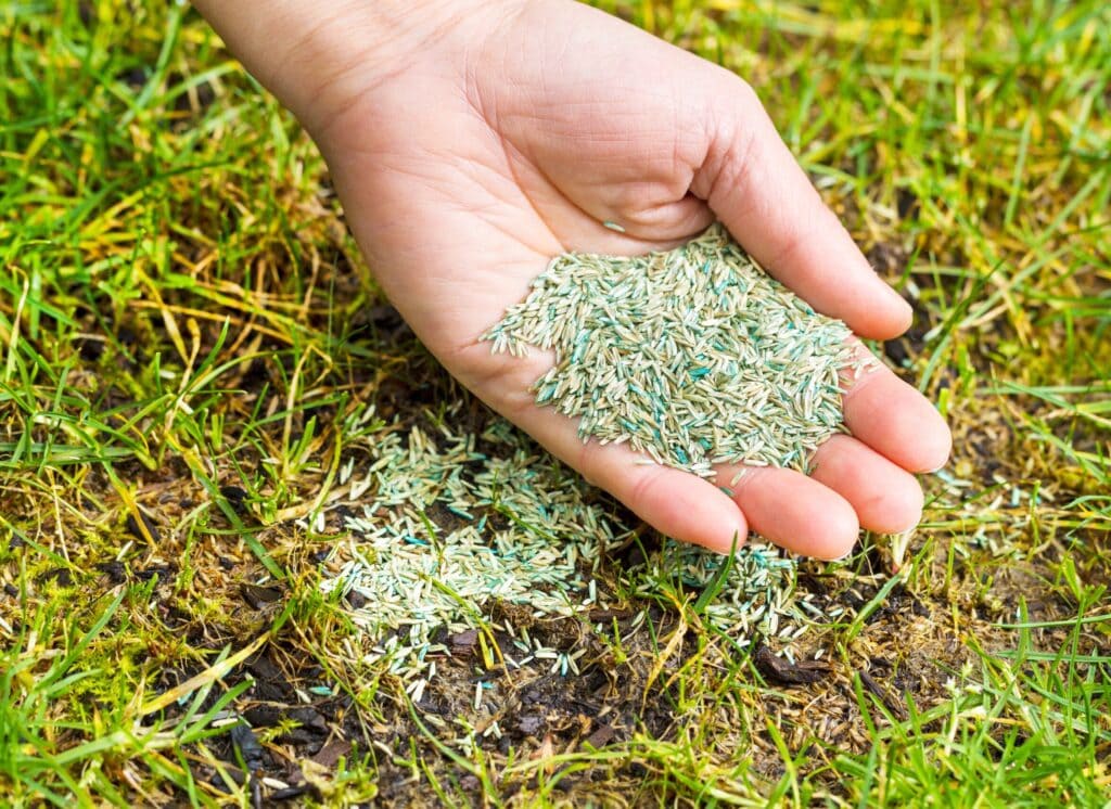 Handful of grass seed pouring onto bald spot in lawn