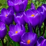 Purple crocus flowers