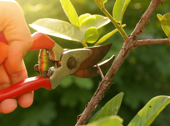 A Quick Guide to Garden Pruning 