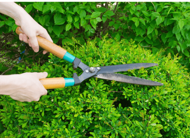 A Quick Guide to Garden Pruning