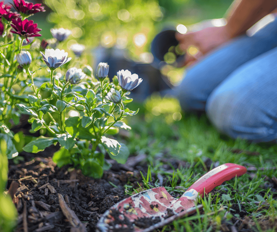 Is it too late to plant annual flowers in Chicago? A close up of someone near their flower bed and a garden shovel as the focus on the photo.